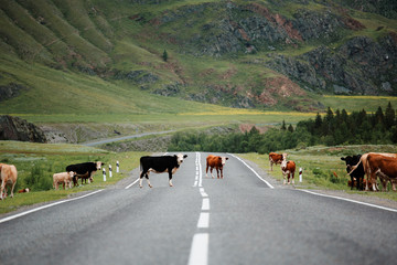 Many cows crossing rural road.