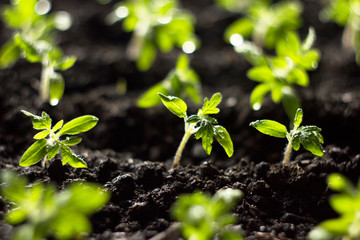 Seedlings tomato in the ground and illuminated by the morning sun. Tomato sprouts in the sun in the process of growth. Seedlings grow from fertile soil. Solar seedlings.