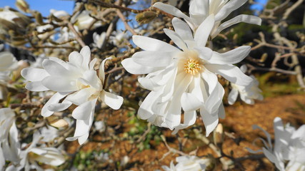 Fototapeta na wymiar Showy and beautiful Magnolia stellata blossom with white flowers. Magnolia star tree.