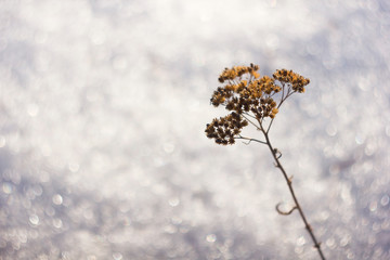 Last year's beautiful old dried flower on a snow-covered surface in a natural environment. Refined old dry flower on a beautiful snowy background close-up.