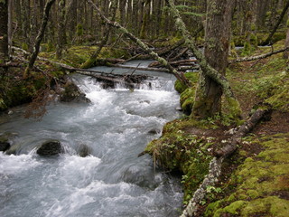 Forest river stream at Patagonia, Agentina