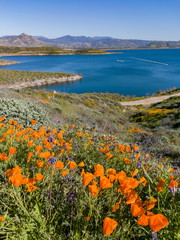 Lots of wild flower blossom at Diamond Valley Lake
