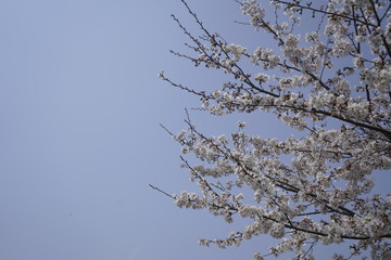 Obraz premium 桜