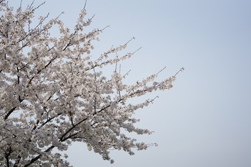 桜