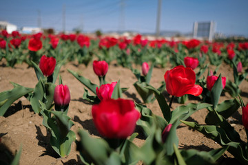 鴻巣のチューリップ
