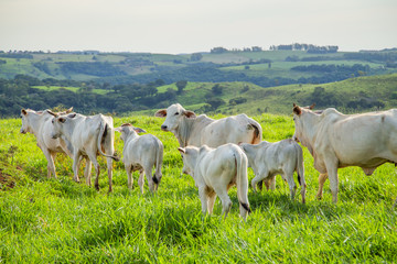 Fazenda com gado Nelore no pasto com grama verde