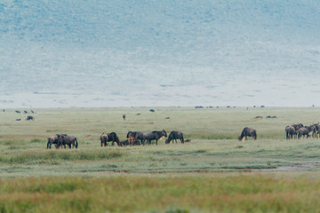 Naklejka premium Landscape with Big Migration in Ngorongoro