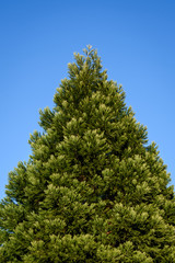 Fresh growth in spring green on a cone shaped evergreen tree, against a sunny blue sky