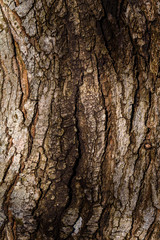 Close up detail of cracked tree trunk bark, as a nature background