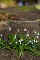 Fresh new spring flowers, white snowdrop flowers blooming in a garden flowerbed