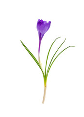 Single blue crocus, spring flower.