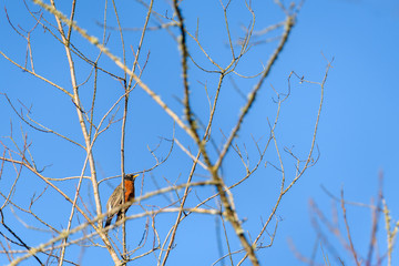 Sign of spring, American Robin perched in a tree without leaves, against a sunny blue sky