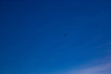 Naklejka na ściany i meble Silhouette of a bird flying in a blue sky