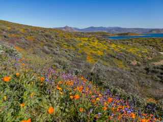Fototapeta premium Lots of wild flower blossom at Diamond Valley Lake