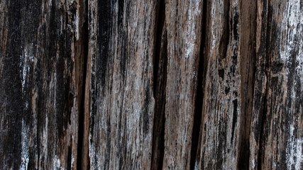 Bark abstract background