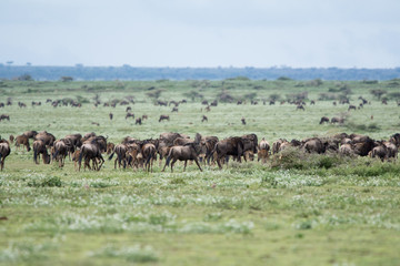 Landscape with Big Migration in Ngorongoro