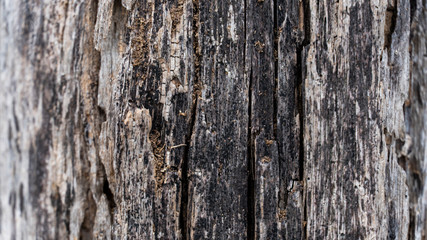 Bark abstract background