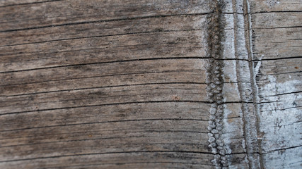Fototapeta premium Bark abstract background