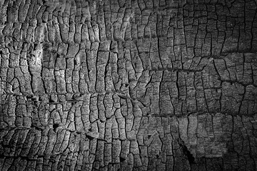 Burned wood texture. close up black scratched wooden background. Details on the surface of charcoal