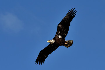 Bald eagle in flight