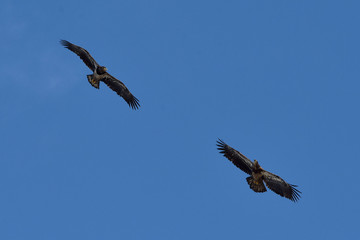 Two juvenile bald eagles soar through a blue Alaska sky.