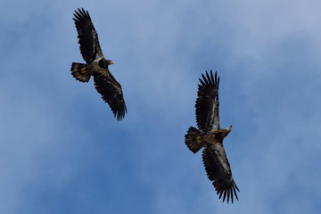 Two juvenile bald eagles soar through a blue Alaska sky.