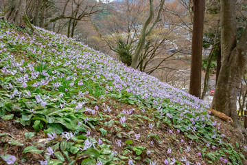 カタクリの花