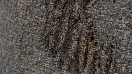 Bark abstract background