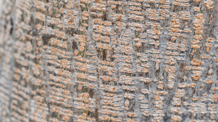 Bark abstract background
