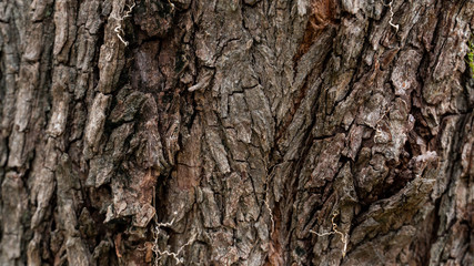 Fototapeta premium Bark abstract background