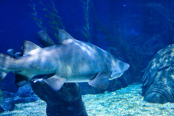 Fototapeta premium Dieses einzigartige Bild zeigt einen großen Hai! Dieses wunderbare Tier Foto wurde im Sea Life in Bangkok Thailand genommen