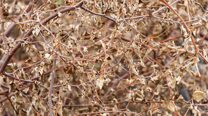 Bark abstract background