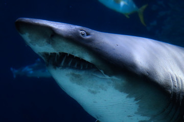 Naklejka premium Dieses einzigartige Bild zeigt einen großen Hai! Dieses wunderbare Tier Foto wurde im Sea Life in Bangkok Thailand genommen