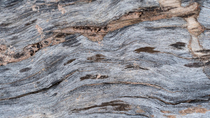 Bark abstract background