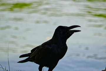 Dieses einzigartige Bild zeigt einen schönen schwarzen Raben. Dieses tolle Vogelfoto wurde im Lumpini Park in Bangkok aufgenommen.