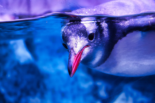 Dieses einzigartige Bild zeigt einen Pinguin im Sea life Bangkok. Dies ist ein preisgekr&ouml;ntes Tierfoto
