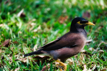Dieses einzigartige Bild zeigt einen schönen thailändischen Vogel, der im Gras im weltberühmten Stadtpark Lumpini-Park in Bangkok sitzt