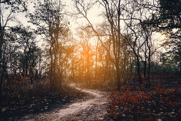 View of the forest after the wildfire, issue of air pollution ecological damage.