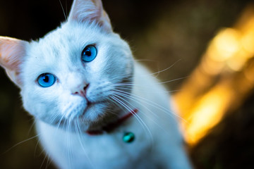 GATO BLANCO - CAT