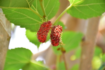 ripe raspberry on a bush