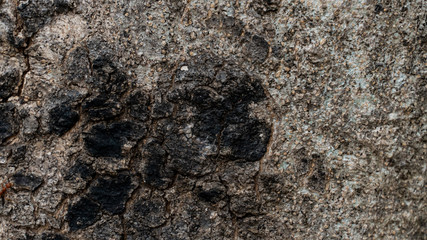 Bark abstract background