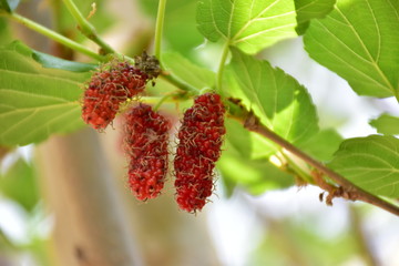 ripe raspberry on a branch