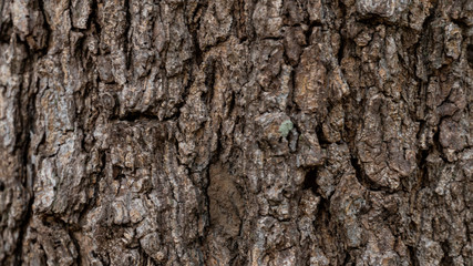 Bark abstract background