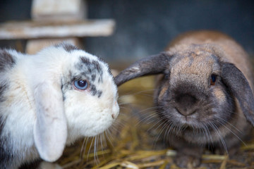 Two rabbits