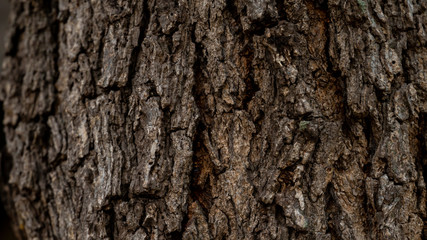 Bark abstract background