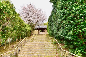奈良の白毫寺の椿と桜