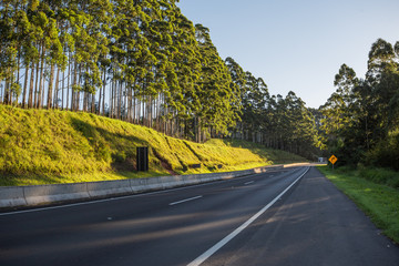 eucaliptos nas margens da rodovia BR 376, em maua da serra, no Paraná conhecida como cadeado