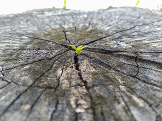 Beautiful seedling growing in the center old tree stump