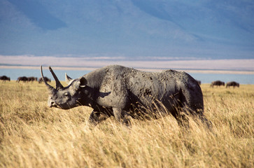 Black Rhino