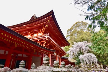 奈良公園と春日大社の鹿と桜